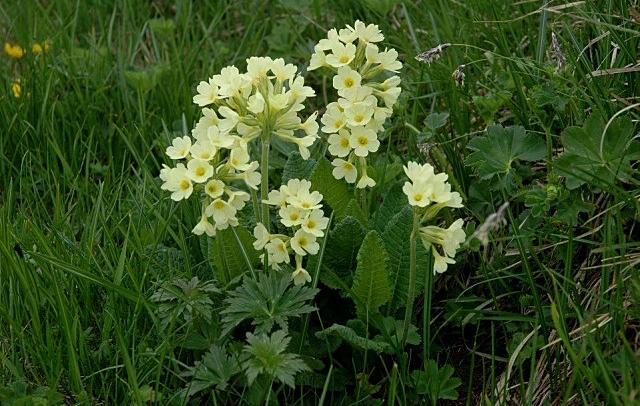 Primula elatior / Primula maggiore